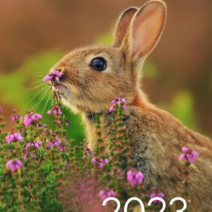Rabbit 2023