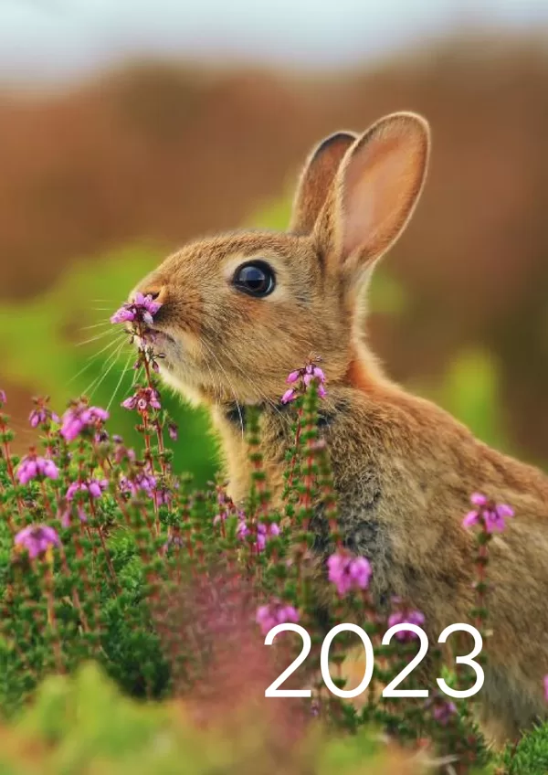 Кролик 2023